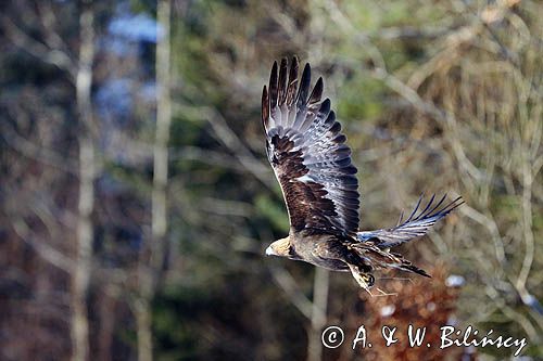 Orzeł przedni, zys, Aquila chrysaetos