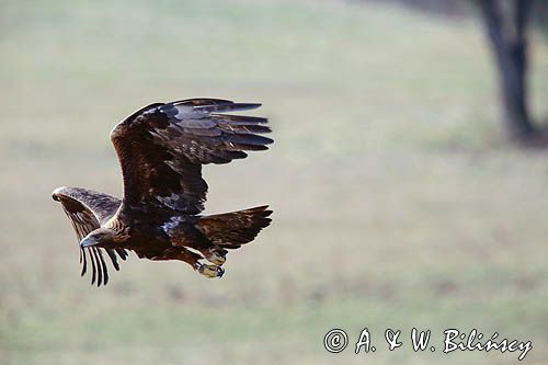 Orzeł przedni, zys, Aquila chrysaetos