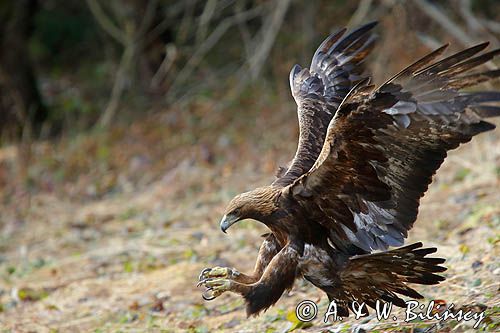 Orzeł przedni, zys, Aquila chrysaetos