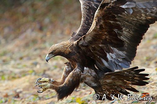 Orzeł przedni, zys, Aquila chrysaetos