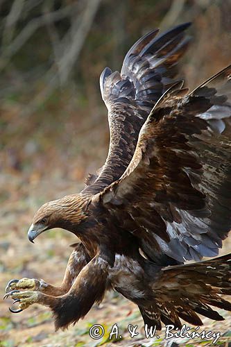 Orzeł przedni, zys, Aquila chrysaetos