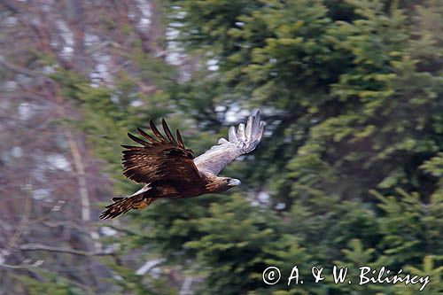 Orzeł przedni, zys, Aquila chrysaetos
