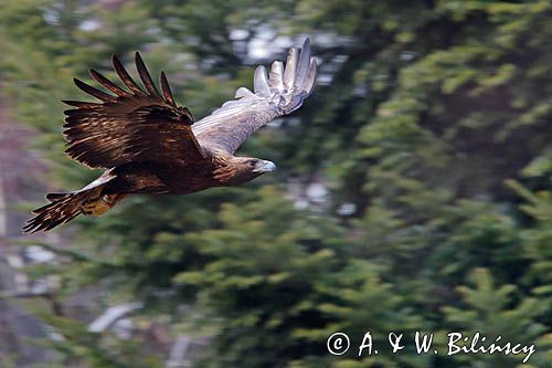 Orzeł przedni, zys, Aquila chrysaetos
