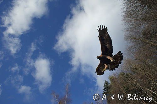 Orzeł przedni, zys, Aquila chrysaetos