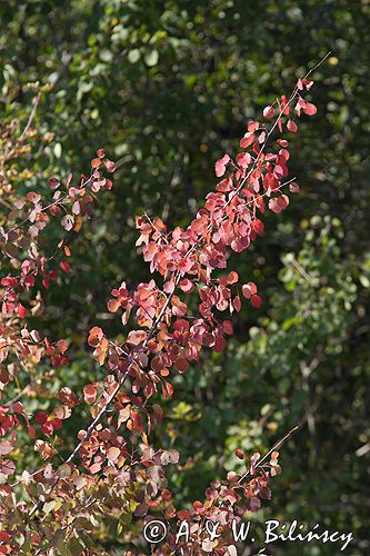 Topola osika - Populus tremula