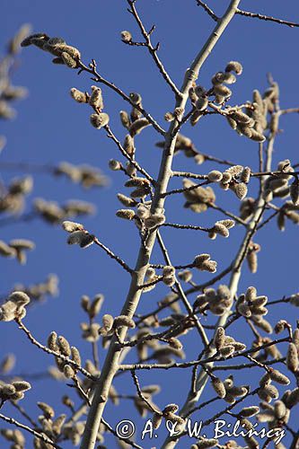 Topola osika - Populus tremula