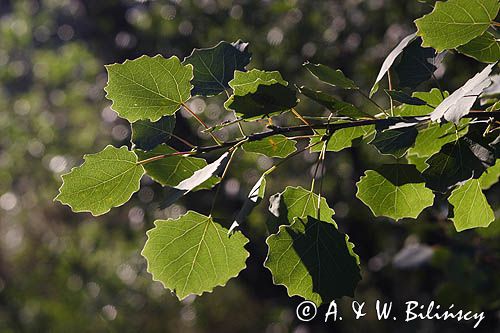 Topola osika - Populus tremula, liście