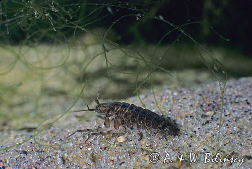 ośliczka ASELLUS)