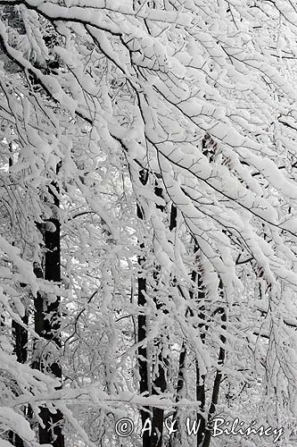 Ośnieżony las, Bieszczady