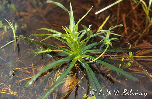 osoka aloesowata Stratiotes aloides