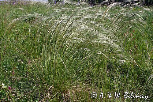 ostnica Stipa Ponidzie rezerwat stepowy 'Skorocice'
