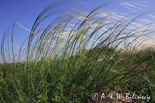 ostnica Stipa Ponidzie rezerwat stepowy 'Skorocice'