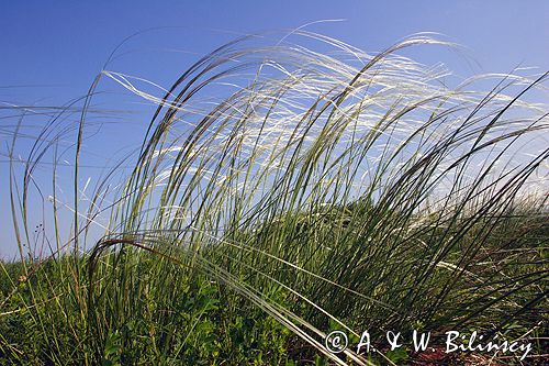 ostnica Stipa Ponidzie rezerwat stepowy 'Skorocice'