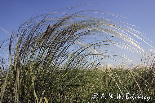 ostnica Stipa Ponidzie rezerwat stepowy 'Skorocice'