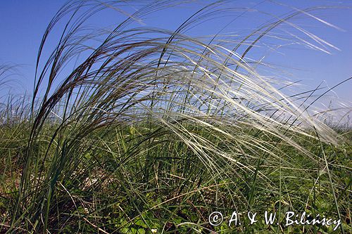 ostnica Stipa Ponidzie rezerwat stepowy 'Skorocice'
