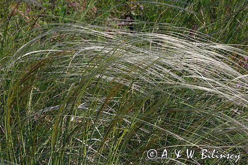 ostnica Stipa Ponidzie rezerwat stepowy 'Skorocice'