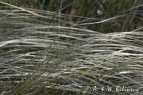 ostnica Stipa Ponidzie rezerwat stepowy 'Skorocice'