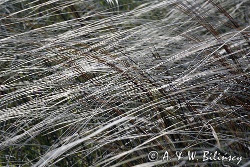 ostnica Stipa Ponidzie rezerwat stepowy 'Skorocice'