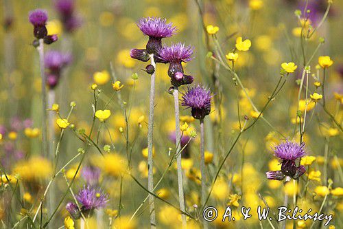 Ostrożeń łąkowy, Cirsium rivulare