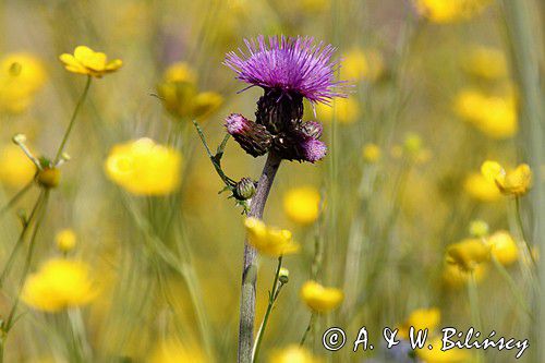 Ostrożeń łąkowy, Cirsium rivulare