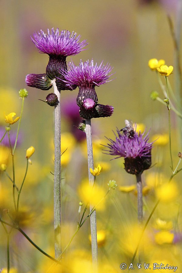 Ostrożeń łąkowy, Cirsium rivulare