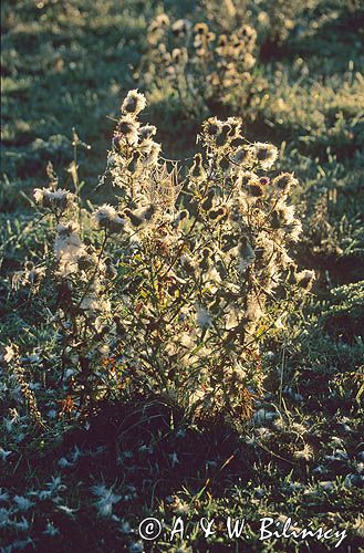 ostrożeń lancetowaty Cirsium vulgare)