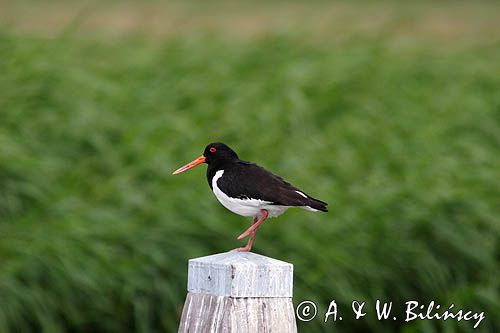 Ostrygojad Haematopus ostralegus)