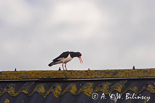 tokujący ostrygojad Haematopus ostralegus)