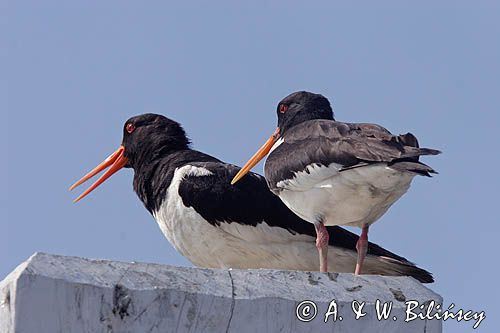 para ostrygojadów Haematopus ostralegus)