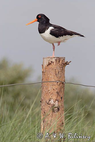 ostrygojad, Haematopus ostralegus, Norderney na wyspie Norderney, Wyspy Wschodnio-Fryzyjskie, Waddenzee, Niemcy