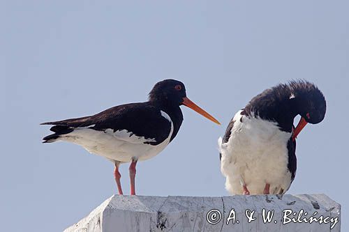 para ostrygojadów, Haematopus ostralegus