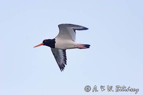 ostrygojad, Haematopus ostralegus