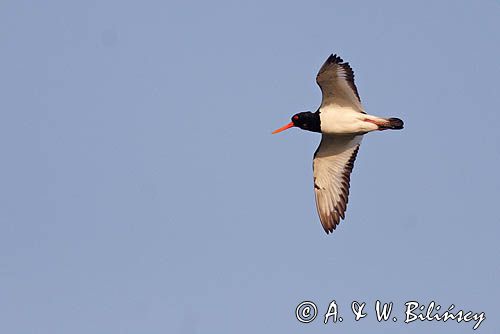 ostrygojad, Haematopus ostralegus