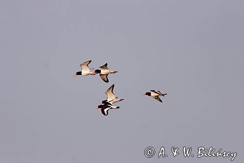 ostrygojady, Haematopus ostralegus