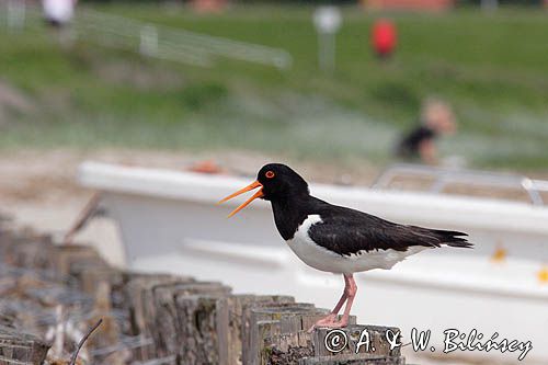 ostrygojad, Haematopus ostralegus, Norderney na wyspie Norderney, Wyspy Wschodnio-Fryzyjskie, Waddenzee, Niemcy