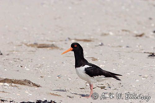 ostrygojad, Haematopus ostralegus, Norderney na wyspie Norderney, Wyspy Wschodnio-Fryzyjskie, Waddenzee, Niemcy