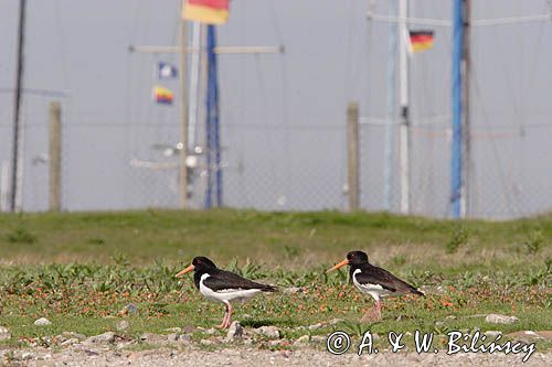 ostrygojad, Haematopus ostralegus, Norderney na wyspie Norderney, Wyspy Wschodnio-Fryzyjskie, Waddenzee, Niemcy