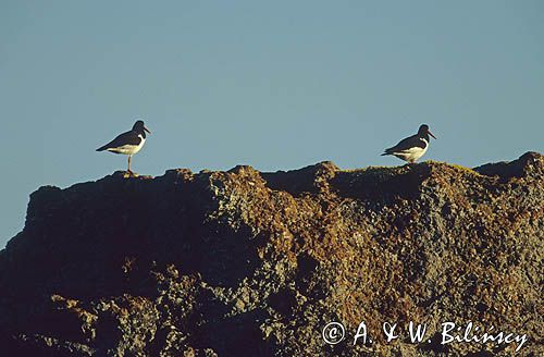 Ostrygojad, ostrygojady Haematopus ostralegus)