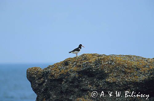 Ostrygojad Haematopus ostralegus)