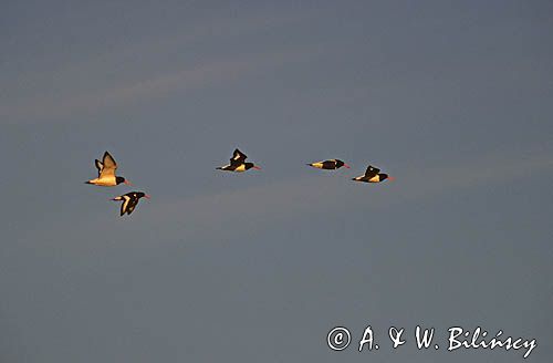 Ostrygojad, ostrygojady Haematopus ostralegus)