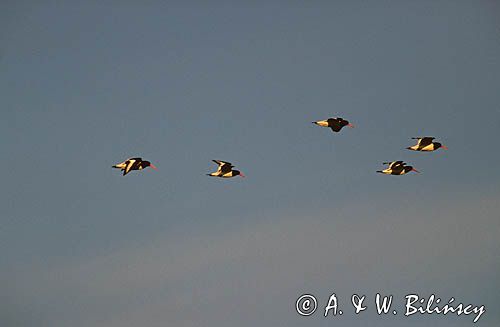 Ostrygojad, ostrygojady Haematopus ostralegus)