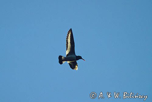 Ostrygojad, Haematopus ostralegus, w locie