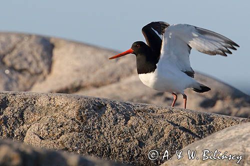 Ostrygojad zwyczajny, ostrygojad, Haematopus ostralegus