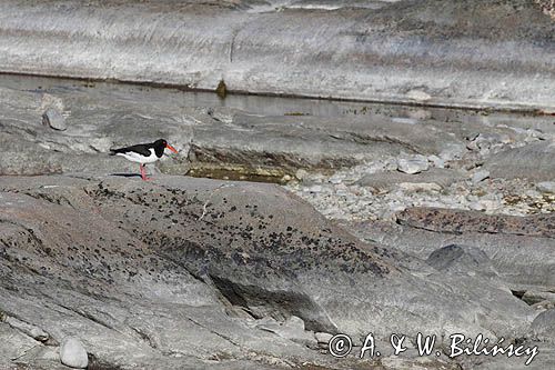 Ostrygojad zwyczajny, ostrygojad, Haematopus ostralegus