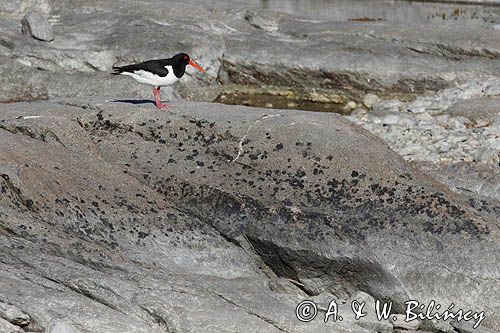 Ostrygojad zwyczajny, ostrygojad, Haematopus ostralegus