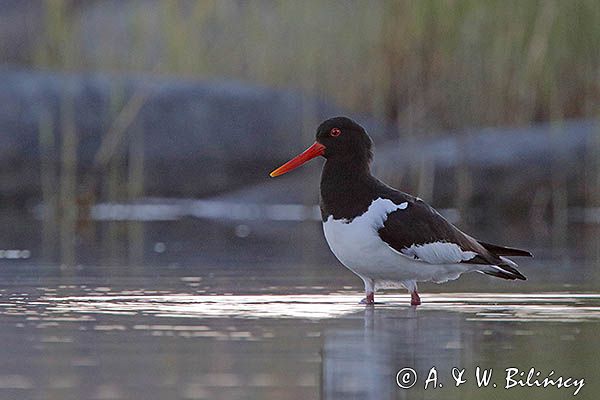 Ostrygojad zwyczajny, ostrygojad, Haematopus ostralegus