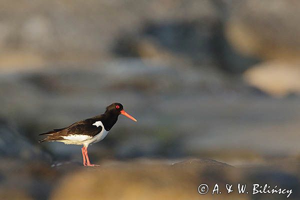 Ostrygojad zwyczajny, ostrygojad, Haematopus ostralegus