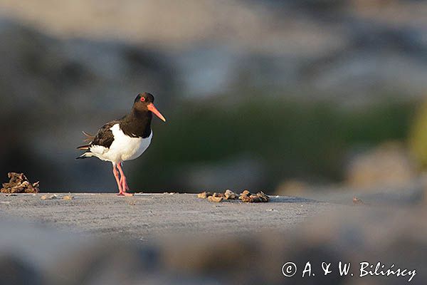 Ostrygojad zwyczajny, ostrygojad, Haematopus ostralegus