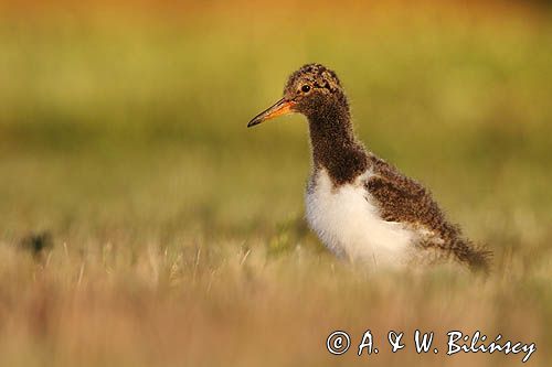 Ostrygojad zwyczajny, ostrygojad, Haematopus ostralegus, pisklę