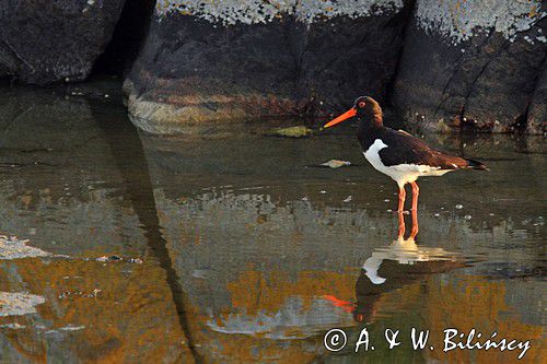 Ostrygojad zwyczajny, ostrygojad, Haematopus ostralegus, Szwecja Zachodnia, Kattegat